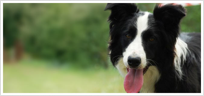 allevamento di cani border collie. vendita cuccioli a la spezia