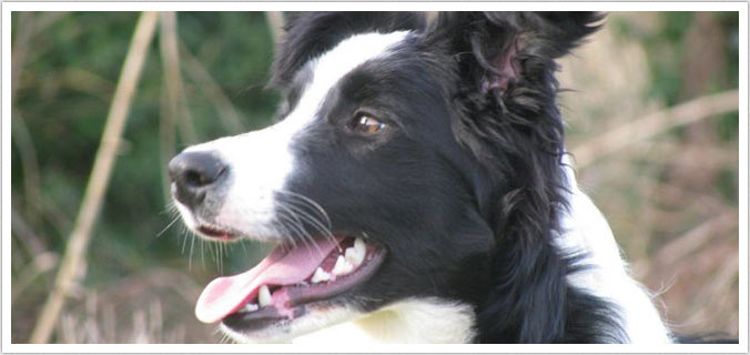 allevamento di cani border collie. vendita cuccioli a la spezia